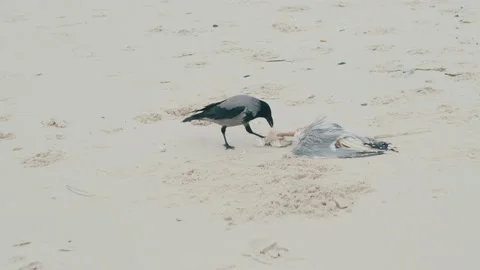 Crow eats dead seagull on the sandy beach Video stock 166904062