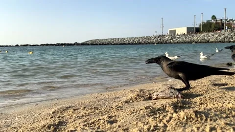 A crow eats fish on the beach by the sea Stock Footage 230914515