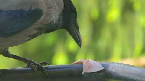 Crow eats food in 4k slow motion 60fps Stock Footage 156323457