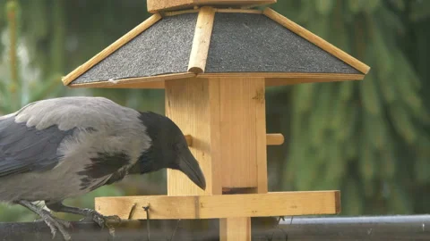 Crow eats food from the feeder in 4k slow motion 60fps Stock Footage 164104193