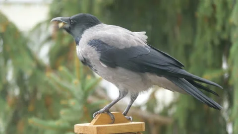 Crow eats food from the feeder in 4k slow motion 60fps Stock Footage 233290343