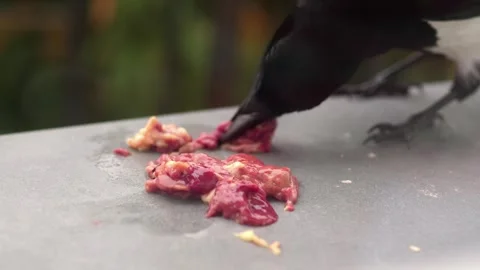 Crow eats meat pieces on a smooth surface in 4k slow motion 60fps Stock Footage 281072378