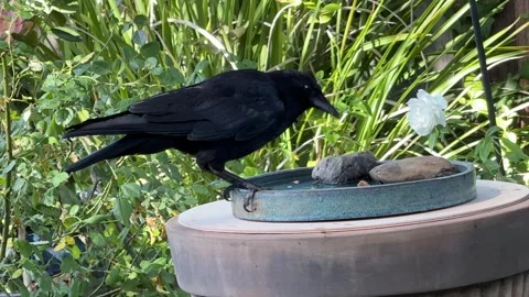 Crow eats peanuts and other food bits in a bird bath Stock Footage 315411344