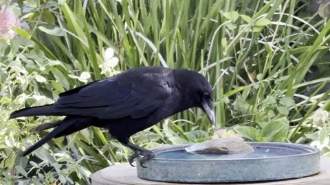 A crow eats pieces of wet bread Stock Footage 315413219