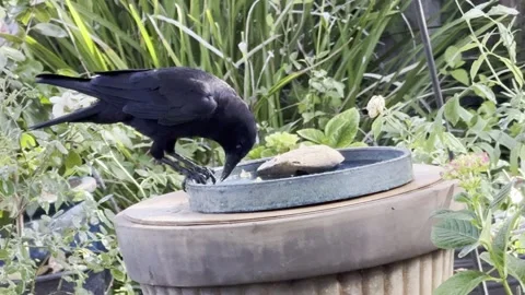 Crow eats at a shallow dish of water Stock Footage 322552304