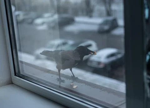 Crow eats in the winter outside the window Stock Photos