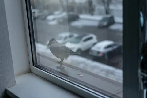 Crow eats in the winter outside the window Stock Photos