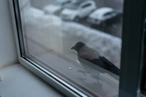 Crow eats in the winter outside the window Stock Photos