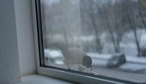 Crow eats in the winter outside the window Stock Photos