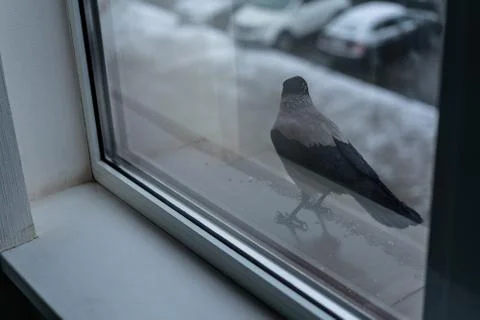 Crow eats in the winter outside the window Stock Photos