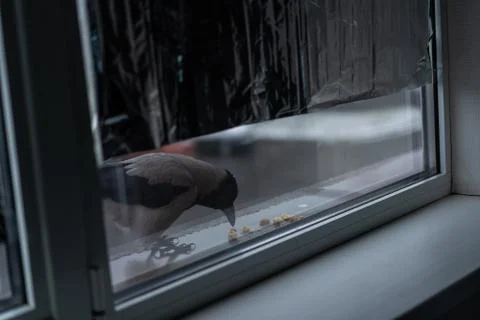 Crow eats in the winter outside the window Foto stock