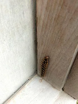 Crow Eggfly Caterpillar Stock Photos