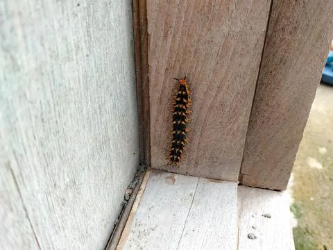 Crow Eggfly Caterpillar Stock Photos