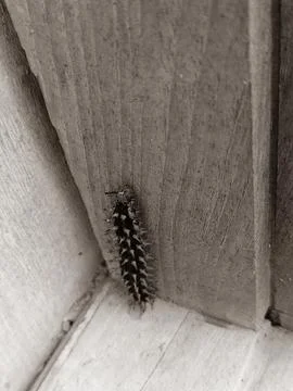 Crow Eggfly Caterpillar Stock Photos