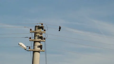 Crow on electrical wires, crow stands on electrical wires Stock Footage 165776830