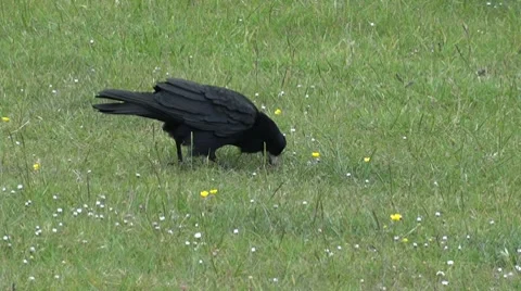 Crow in English Field Stock Footage