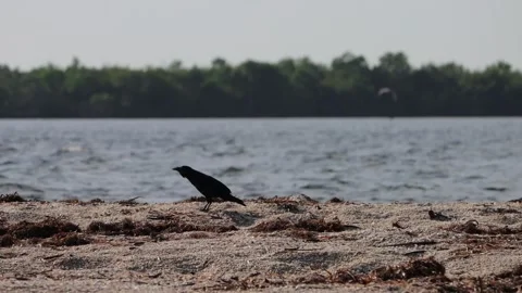 Crow enjoying the beach. Stock Footage 164185960