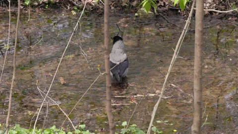 Crow Enjoying a Refreshing Splash in a Stream Video stock 333989244
