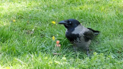 Crow explores green grass while discovering a curious bottle Stock Photos