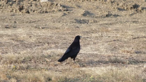Crow In Fall Season Stock Footage 97725597