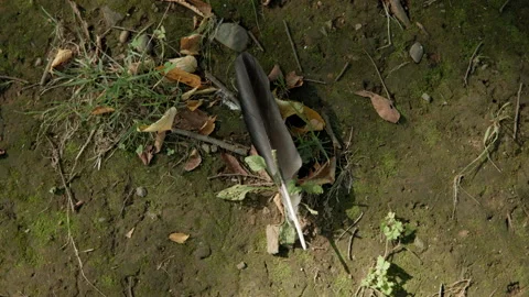 Crow feather on the ground. Stock Footage 209377046
