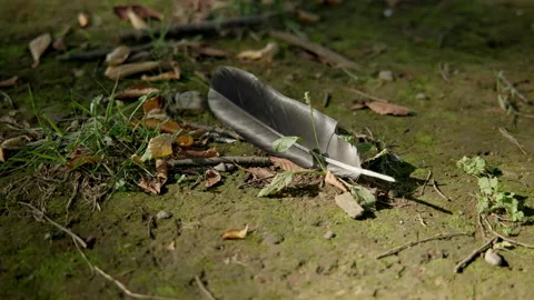 Crow Feather resting on the ground. Stock Footage 209377531
