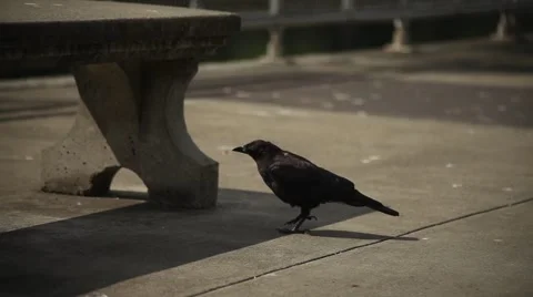 Crow Feed Stock Footage 42483402