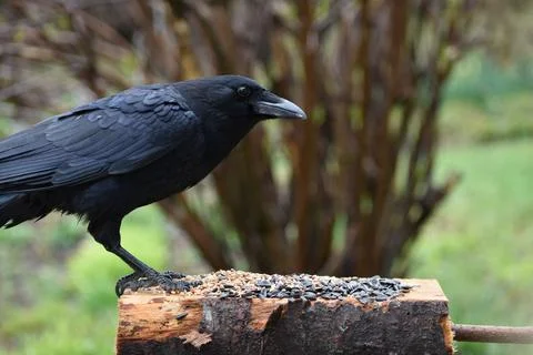A crow at the feeder Stock Photos