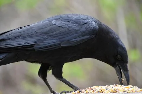 A crow at the feeder Stock Photos