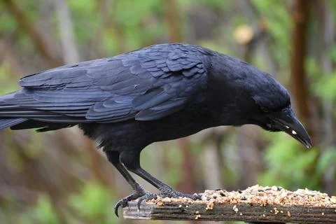 A crow at the feeder Stock Photos