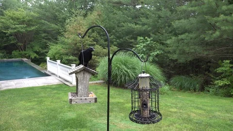 The Crow is on the feeder then he flews to the camera and return to the feeder  库存影片 91460205