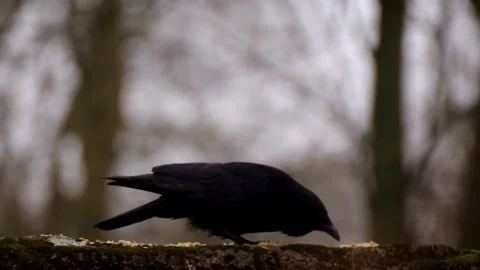 Crow feeding Stock Footage 330396869
