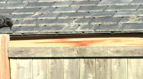 A crow on a fence Stock Footage 49861582