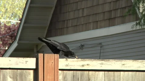 A crow on a fence Stock Footage 49861585