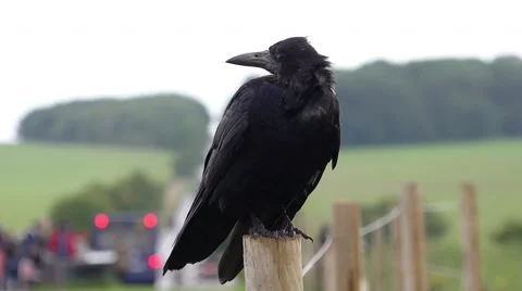 Crow on fence Stock Footage 58144423