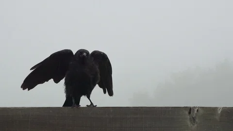 Crow on a Fence Stock Footage 114665406