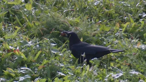 Crow finds a nut in the tall grass Stock Footage 285494296