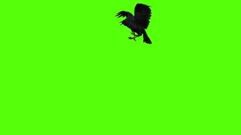 Crow First Flight Green Screen Animation 4K Rendering Stockbeeldmateriaal 295556433