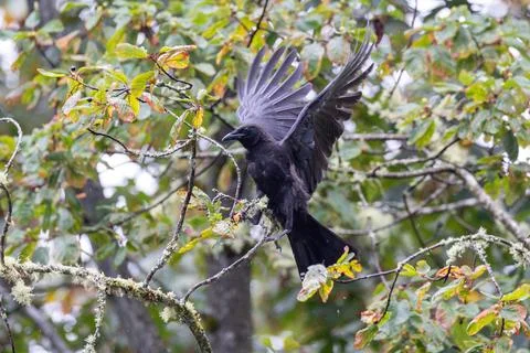 Crow Flapping Wings in Mossy Tree Stock Photos