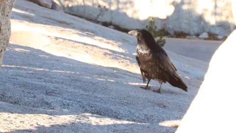Crow on Flat Rock Calling in Yosemite California 스톡 동영상 297336742