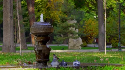 A crow flies in and drinks water from a fountain in the park Stock Footage 166285823