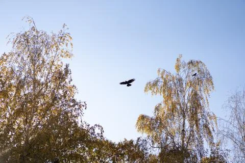 A crow flies between the trees Stock Photos