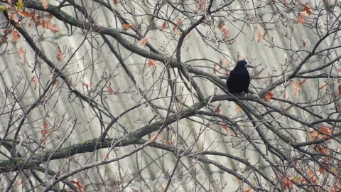 The crow flies from the branch of the oak tree. Slow motion Stock Footage 81712964