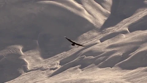 Crow flies Stock Footage 76622424