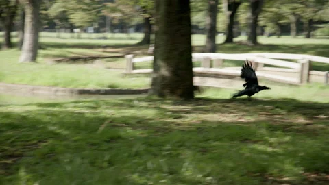 A Crow Flies. Stock Footage 209378221
