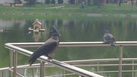 A crow flies off the parapet Stock Footage 154962188