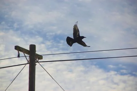 As the Crow flies 写真素材