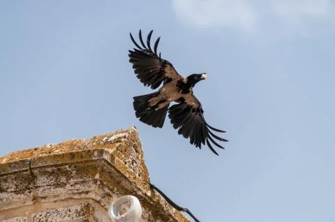As the Crow Flies Stock Photos
