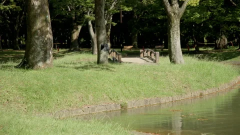 A Crow Flies into a Tree Stock Footage 209378252