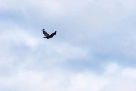 Crow in flight against soft cloudy sky with copy space Stock Photos
